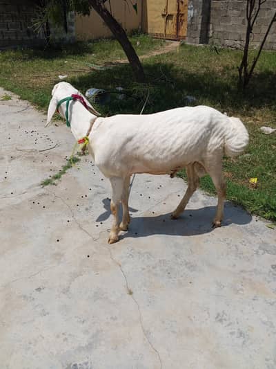sheep (dumba) for sale. /(03165406701)/