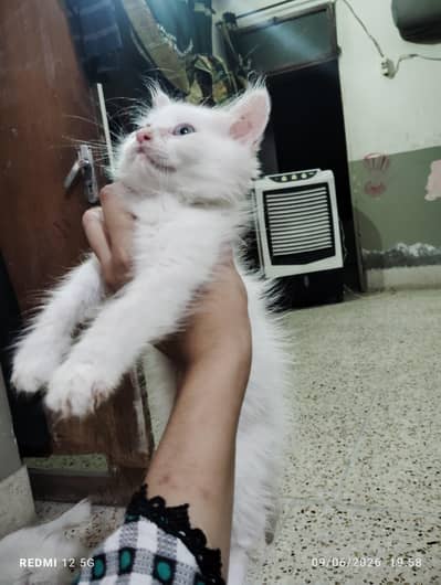 persina kittens playful healthy active 4 kittens