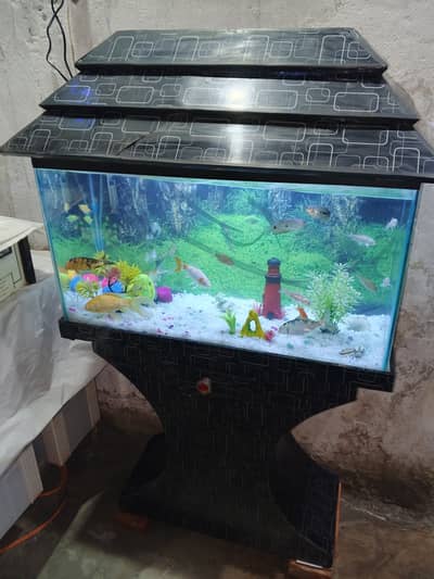 1 fot by 2 fot aquarium with 18 fish with two air pump