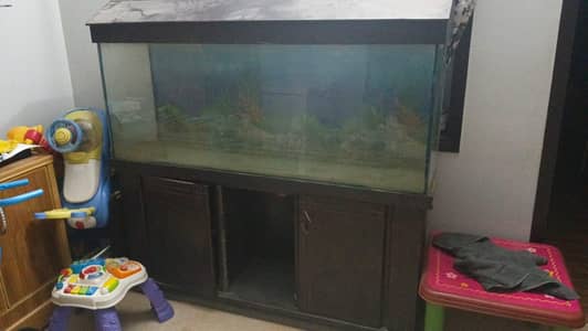 fish aquarium