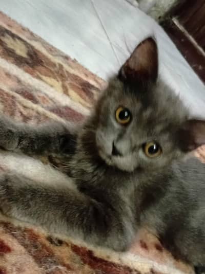 Male Kitten British Grey
