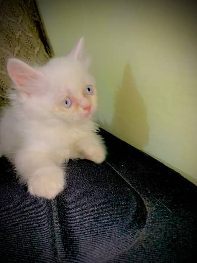 person kitten