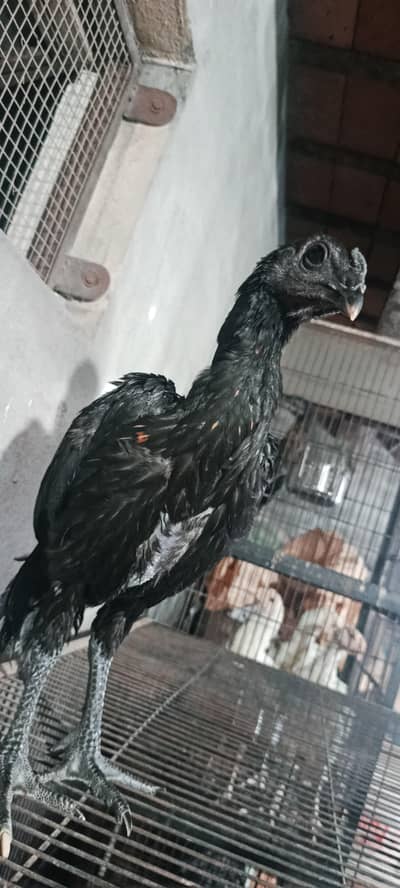 Black Dragon Pathay or pathia