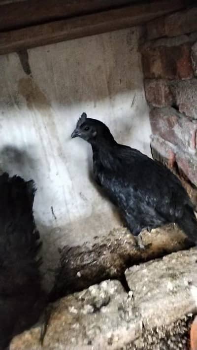 ayam cemani breeder pair anad be da Rahi ha for sale location Multan