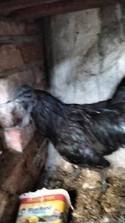 ayam cemani breeder pair anad be da Rahi ha for sale location Multan