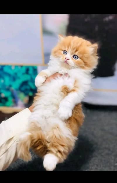 Persian | kittens | Cats | Billi | Kitty |  WA 0348 | 0290 | 146