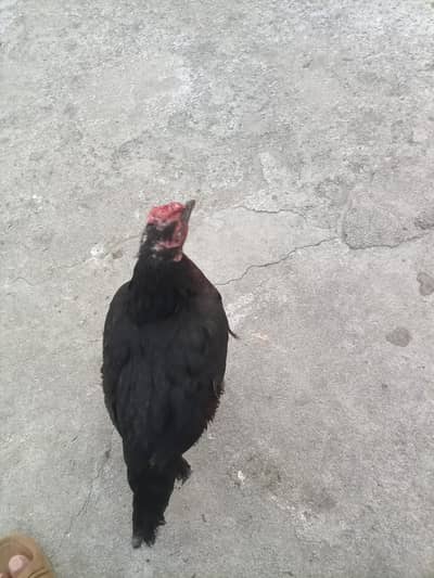 Hen murghi for sale in Rawalpindi wattsapp only