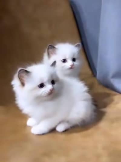 Persian | kittens | Cats | Billi | Kitty |  WA 0348 | 0290 | 146