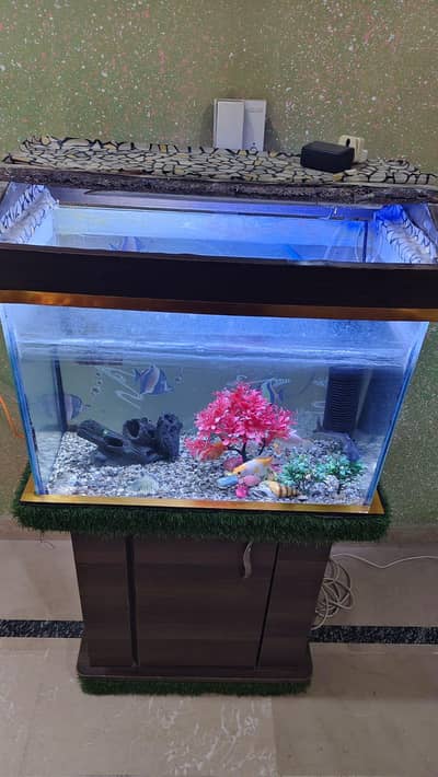 fish aquarium