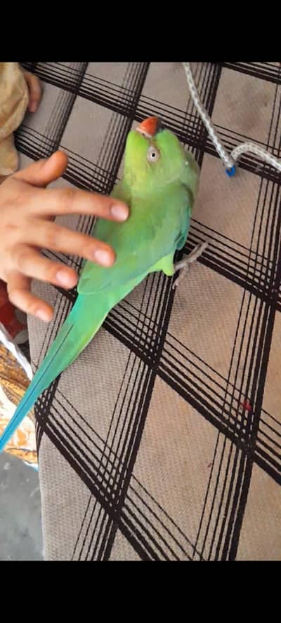 metho tame 0 bite