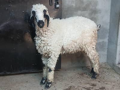 Sheep & Goat Pair For Sale