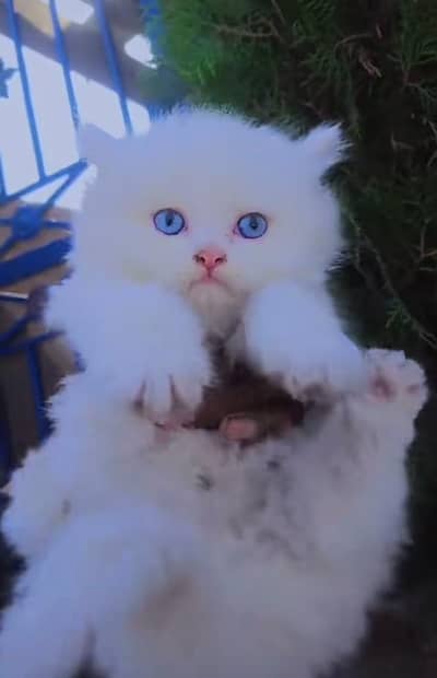 Persian | kittens | Cats | Billi | Kitty |  WA 0348 | 0290 | 146