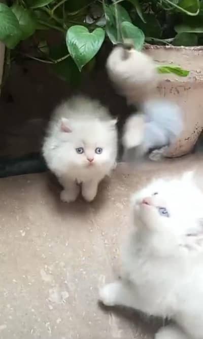 Persian | kittens | Cats | Billi | Kitty |  WA 0348 | 0290 | 146