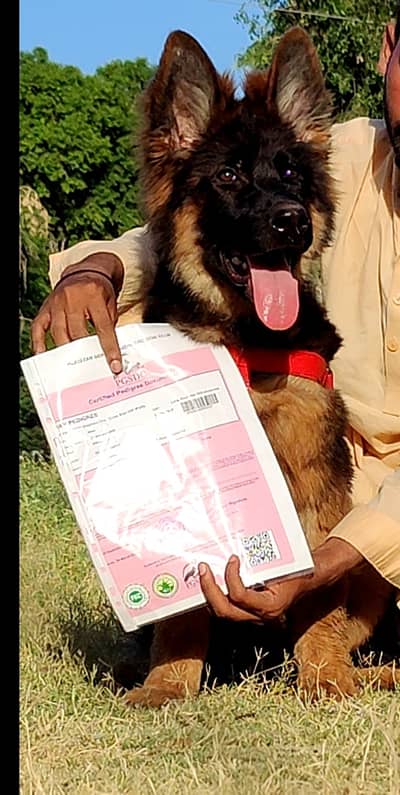 German shepherd Pupy | Long Coat German Pupps | GSD Pupps For Sale