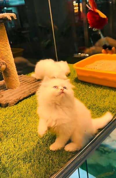 Persian | kittens | Cats | Billi | Kitty |  WA 0348 | 0290 | 146