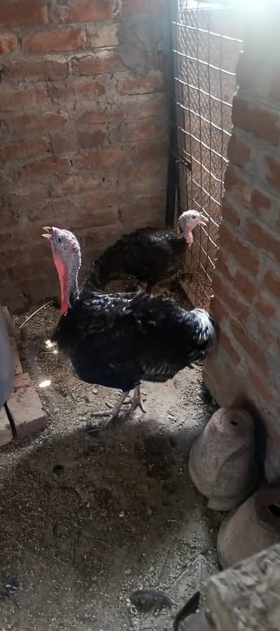 Healthy Turkeys for sale