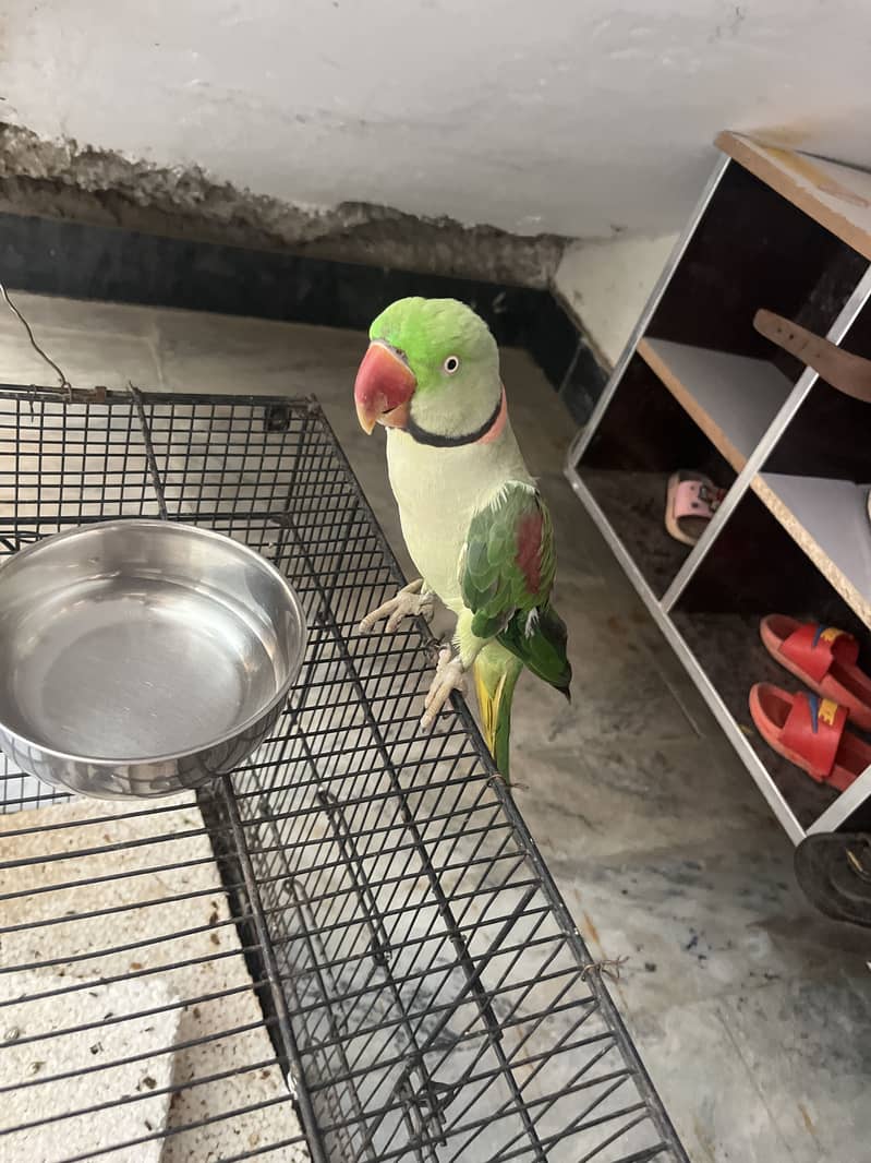 Perrot 0