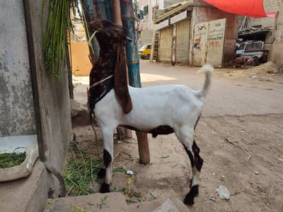 Pure Kamori Bakra