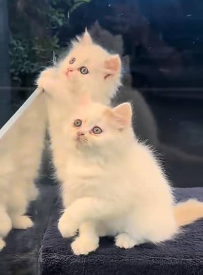 Persian | kittens | Cats | Billi | Kitty |  WA 0348 | 0290 | 146