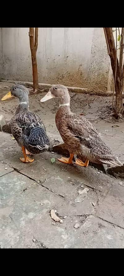 DUCK FOR SALE