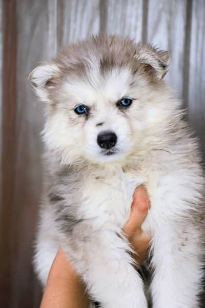 Whooly cout husky puppies