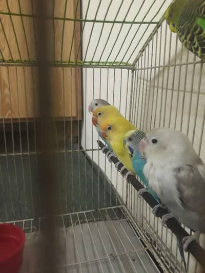 Birds And Cage for sale ( persion cat for sale )