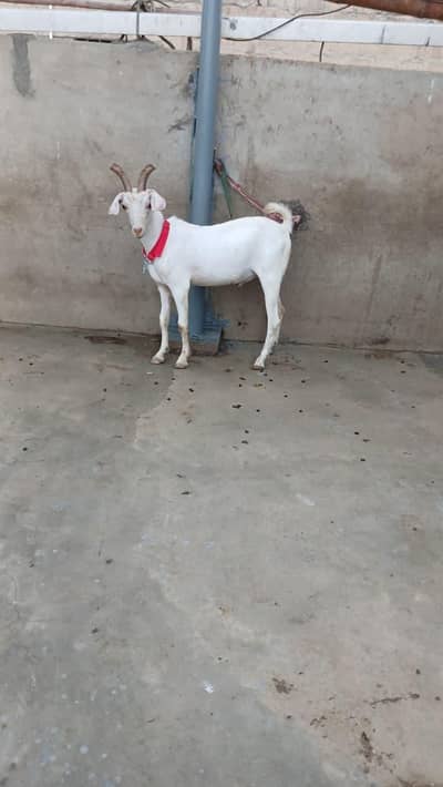 MASHALLAH HYDERABADI TAPRA for sale