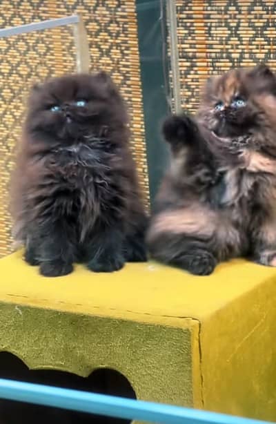 Persian | kittens | Cats | Billi | Kitty |  WA 0348 | 0290 | 146