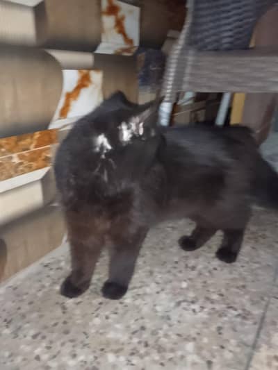 double Coated Black Persian Cat
