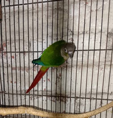 Yellow sider conure