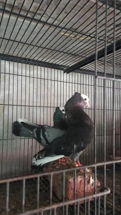 German mukhi 2 breeder pair khumry dove sentinent male fancy bird