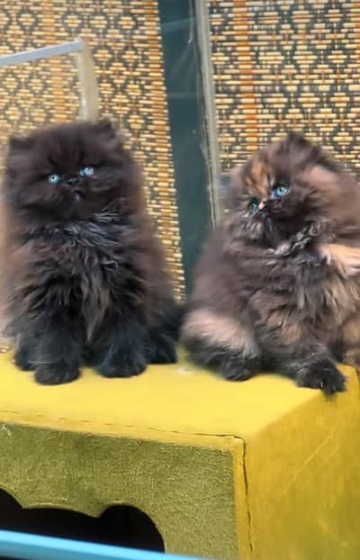 Persian | kittens | Cats | Billi | Kitty |  WA 0348 | 0290 | 146