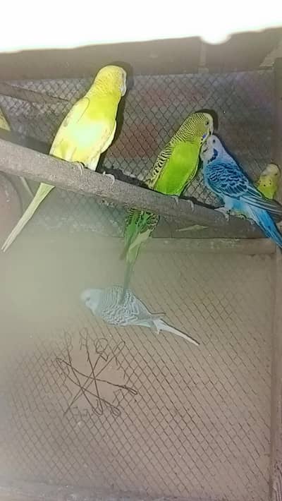 healthy and active pairs