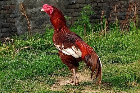 pur aseel murgha