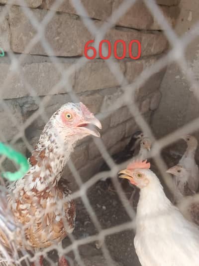 2 hens with 10 chiks