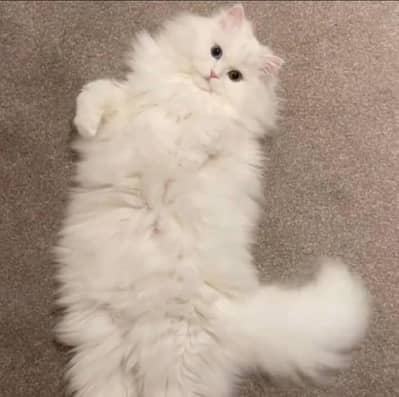 Persian cats pair/ female white/ male smoky grey