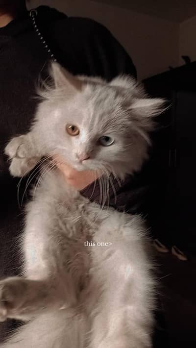 Persian cats pair/ female white/ male smoky grey