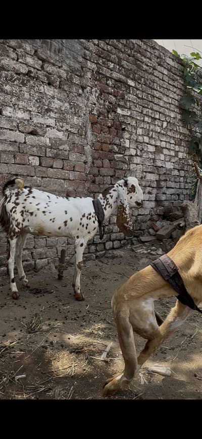 Pair hai pure nasal ka lambi hight waly