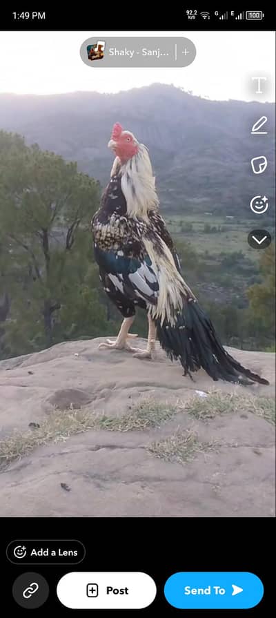 Kahuta Home breed murga available kit paas
