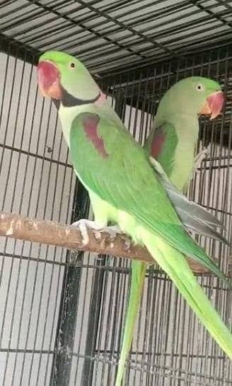 Bredar pair 0