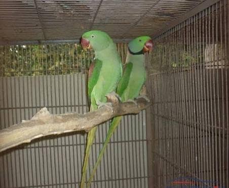 Bredar pair 1