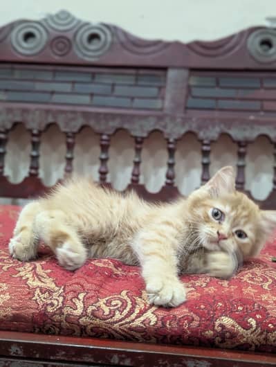 Female Persian kitten ginger color