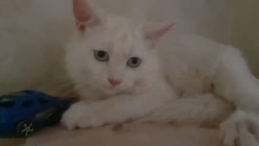 Persian Cat Available In Okara City What's app No 03436662286