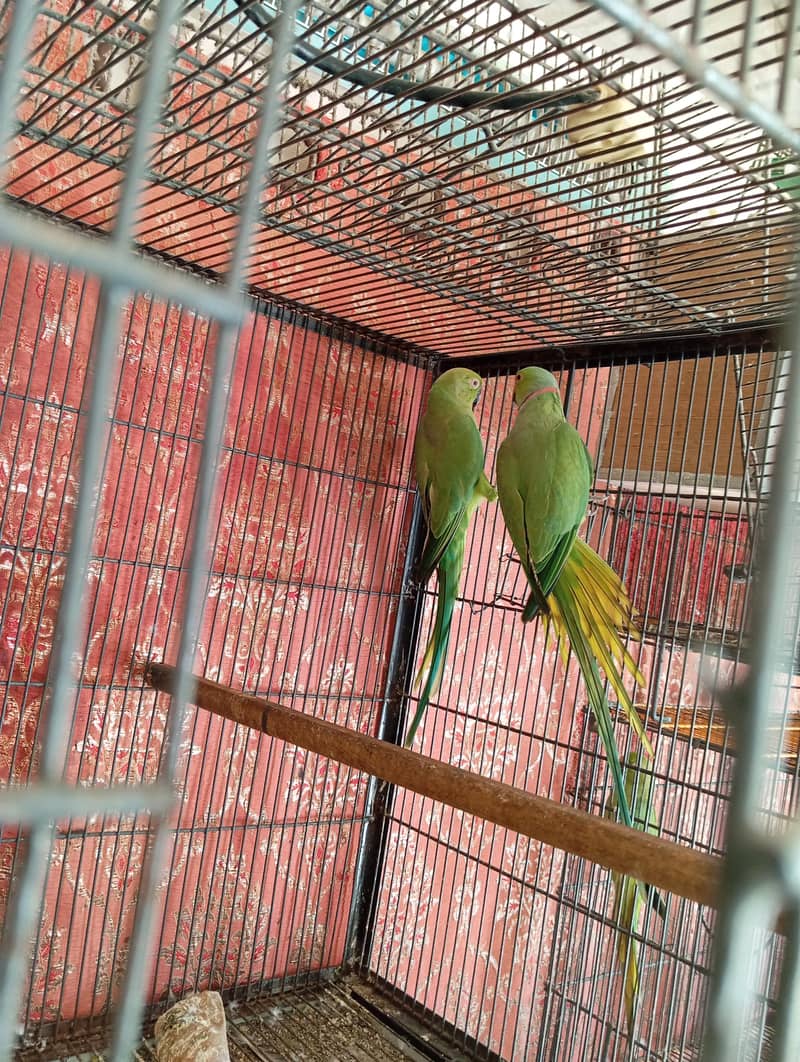 Breeder Pair 0