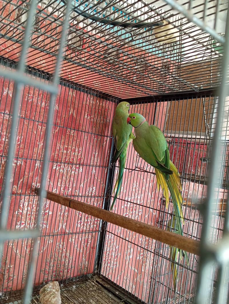 Breeder Pair 1