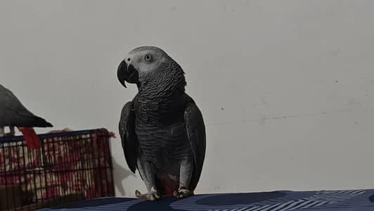 african grey parrot