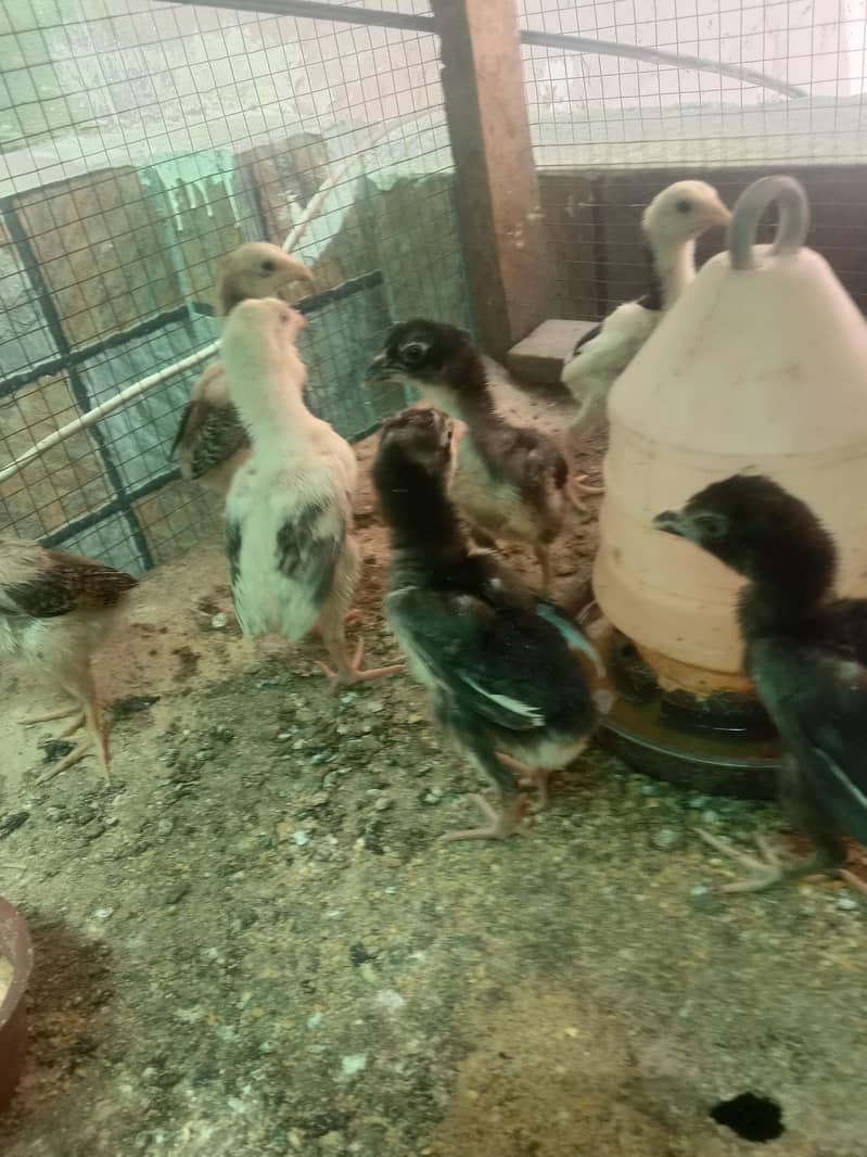 Shamo chicks 0