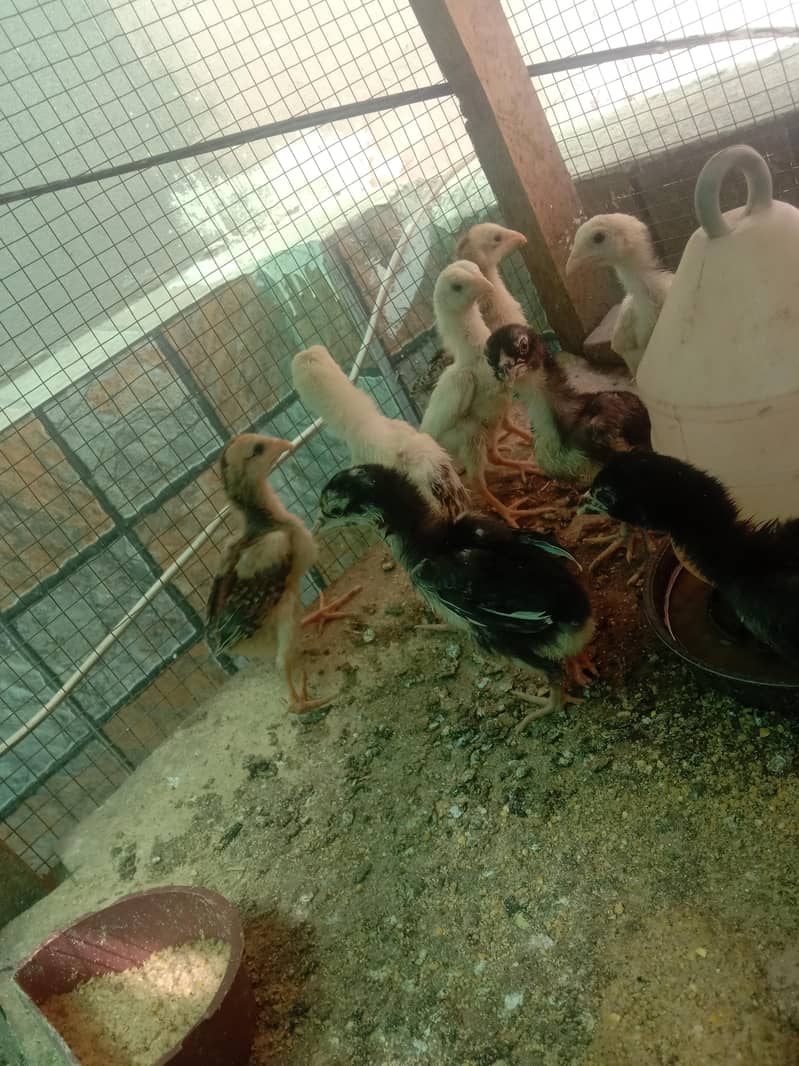 Shamo chicks 1