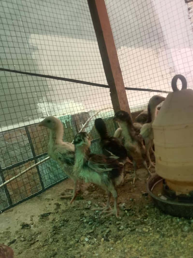 Shamo chicks 2