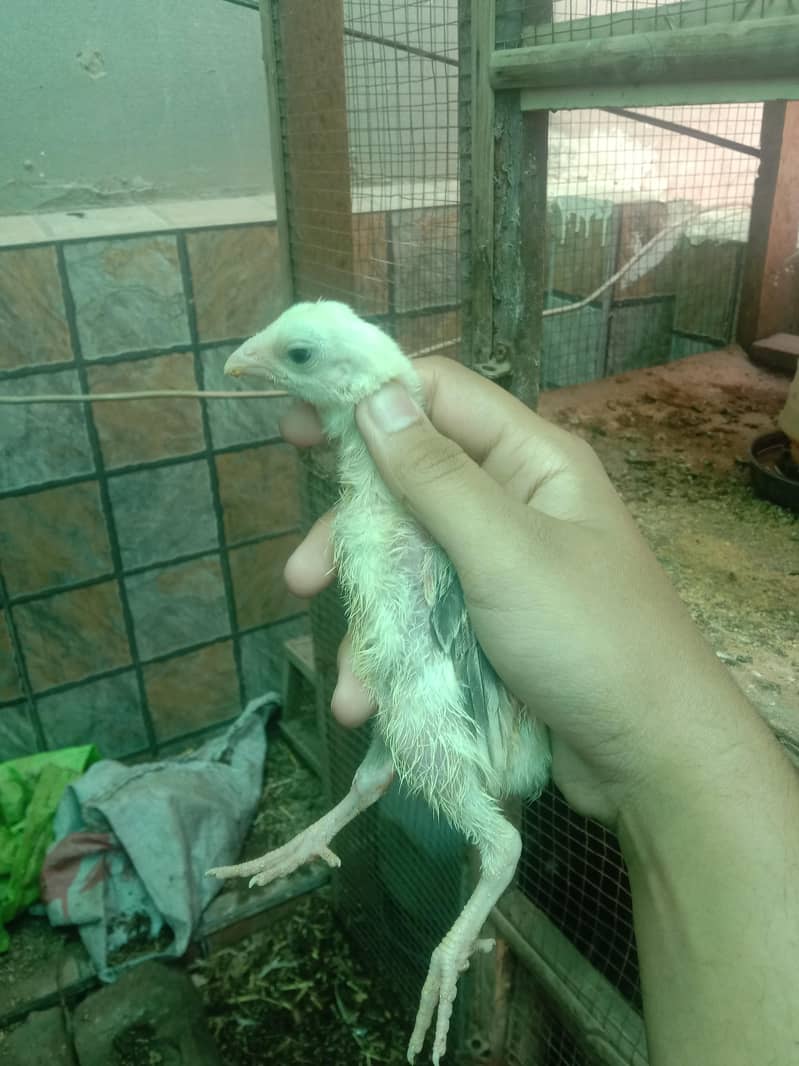 Shamo chicks 3